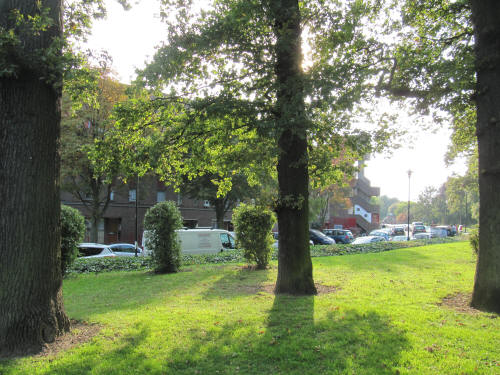 Strawberry Vale trees